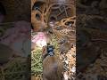 Inside a Wild Mouse Colony | Mounted POV