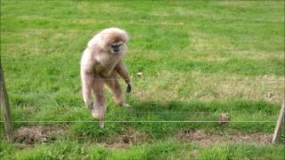 Gibbon freaks out over hedgehog