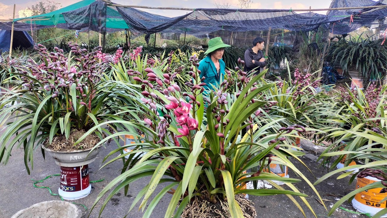 Bán Rất Nhiều Giò Lan Rừng Lai Châu 0912003665