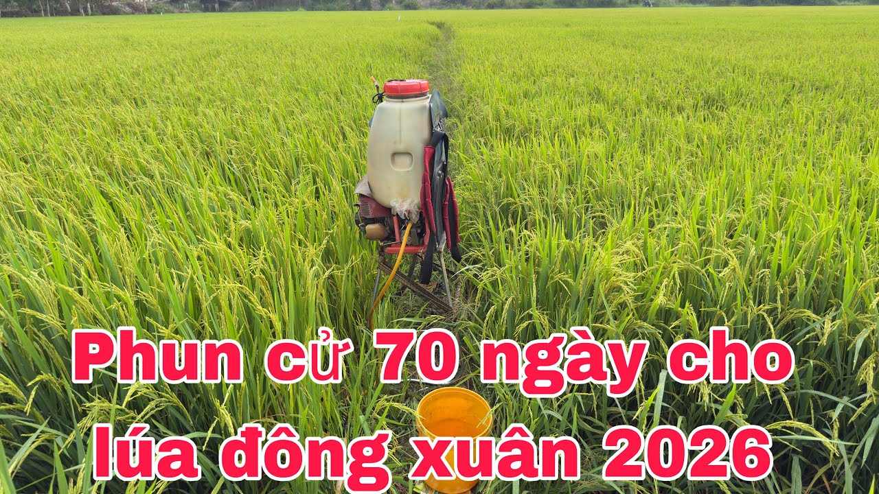 Lúa OM18 đông xuân năm nay lưu ý dịch bệnh 