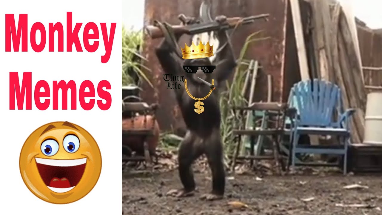 Funny Monkey | Memes Compilation Part - 03