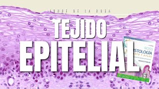 Epithelial Tissue | Ross Histology Summary and Slides 🔍
