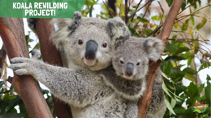 Koala Rewilding Project!