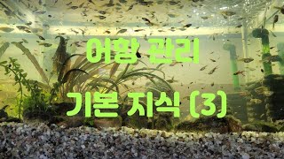 [어항 관리] 기본 지식 (3) #동영상
