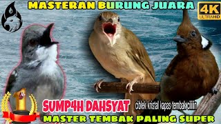 Masteran Cililin Gacor vs Kapas Tembak vs Ciblek Kristal _ Masteran Murai