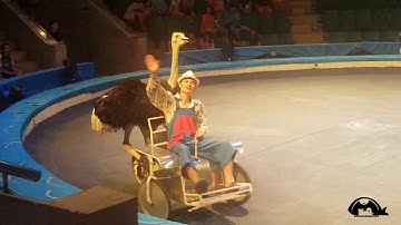 Xiếc đà điểu độc ác tại rạp xiếc trung ương - Hà Nội