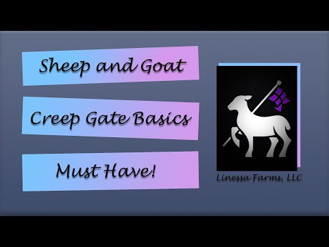 Creep Feeding Lambs