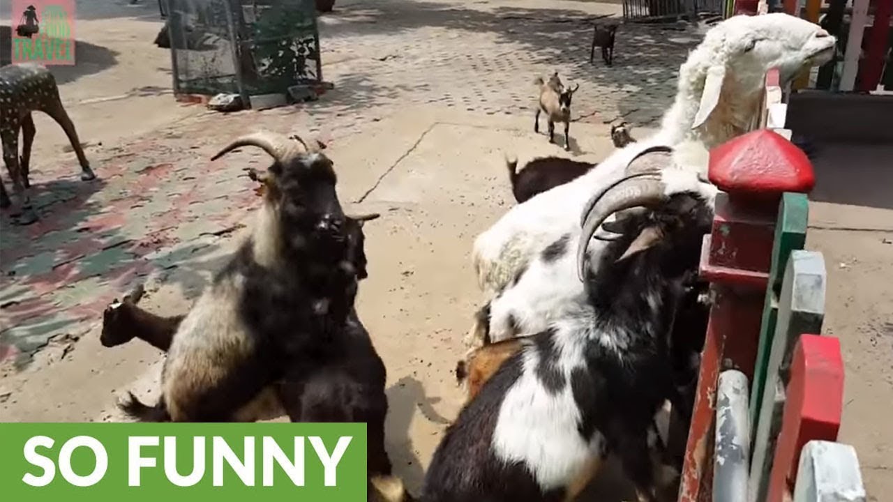 Excited goats headbutt each other after eating ice cream YouTube