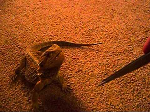 corneta My lizard is literally a dog