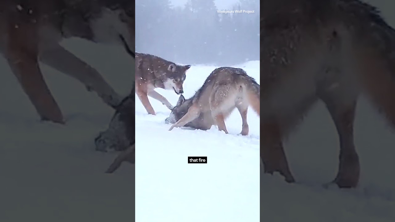 Should we be concerned? Wolves spotted near town in Ely