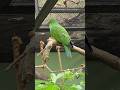 Sumba Eclectus: The Jewel of Sumba’s Rainforest #parrotspecies