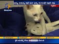 Cat, Pigeon friendship attract people at Siddipet