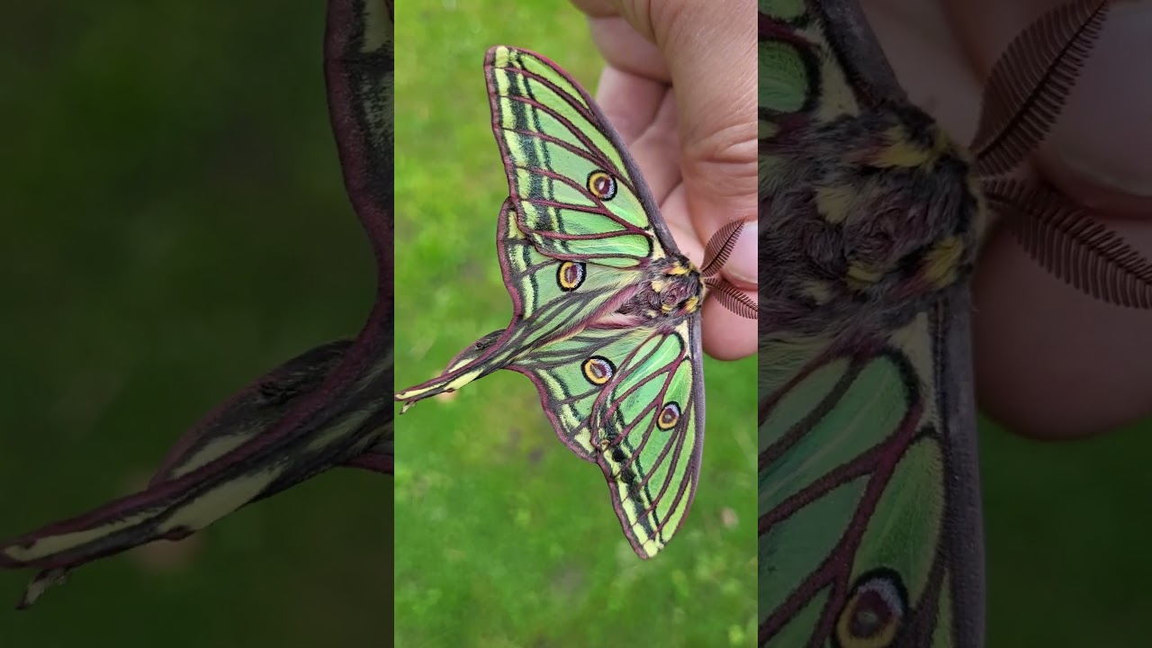 AMAZING MOTH! Spanish Moon Moth / Graellsia isabellae