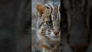 The Enigmatic World of the Tsushima Leopard Cat #shorts #short #shortsyoutube #shortsfeed