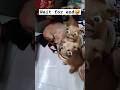 Funny dog | bagadbilla filter | #bagadbilla #funny #comedy #bagadbillacomedy #ytshorts #shorts
