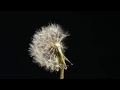 Dandelion flower to seedhead blowing away time lapse