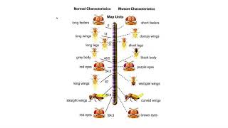 Bio 30 7.1.4 Chromosome Mapping