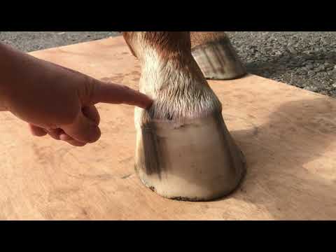 Checking for early indicators of laminitis before lameness occurs
