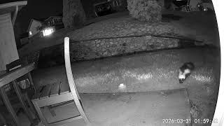 Here comes a skunk, deedle deedle mar 31 2026 #skunk #backyardzoo #roanokeva
