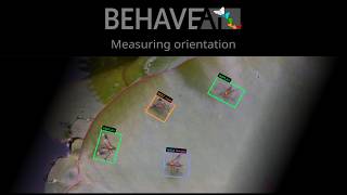 BehaveAI - orientation tracking - v1.4