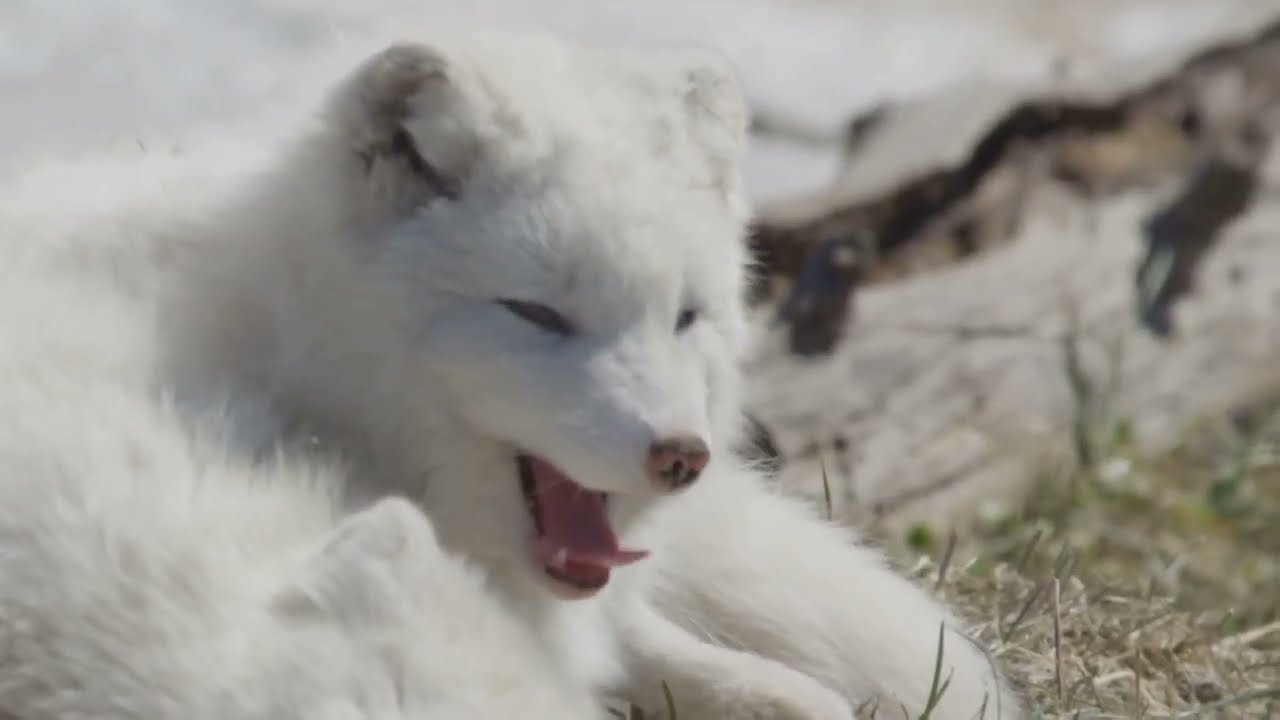 Greenland's Wildlife