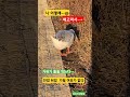어려운때 암컷이 없다. 어디 갔을까! 사람이 먹이를 주지 않으니 어것저것 가릴것없다 풀먹는 #거위 #입양 #분양
