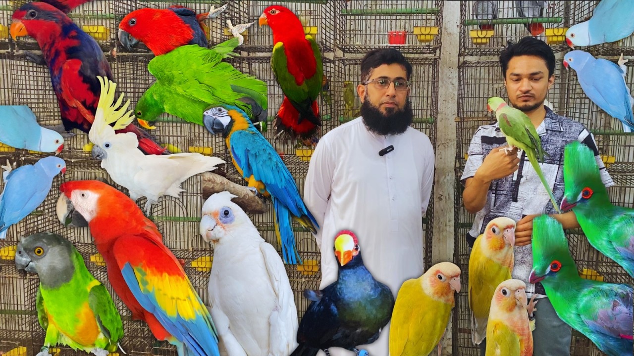 M Hamza Rarest Exotic Parrots & Birds Farm in Karachi | Macaw, Cockatoo, Alexandrine