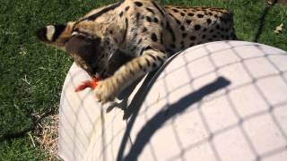 Serval Plays With Cat Tease Like Domestic Cat