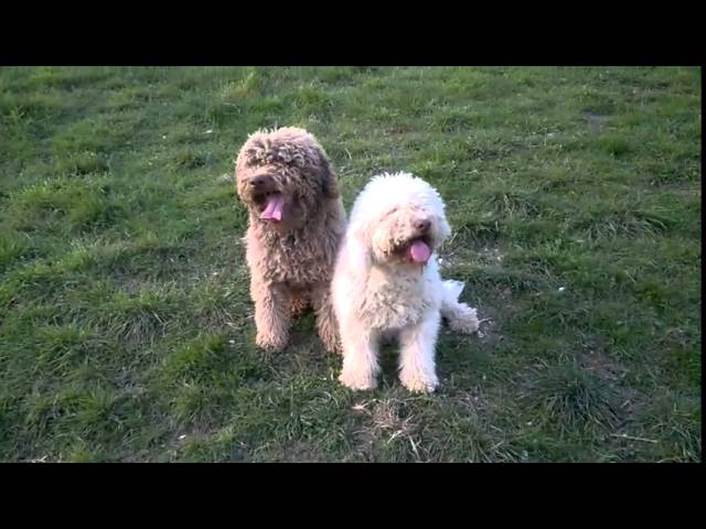 Lagotto Romagnolo: IBRA & GAIA