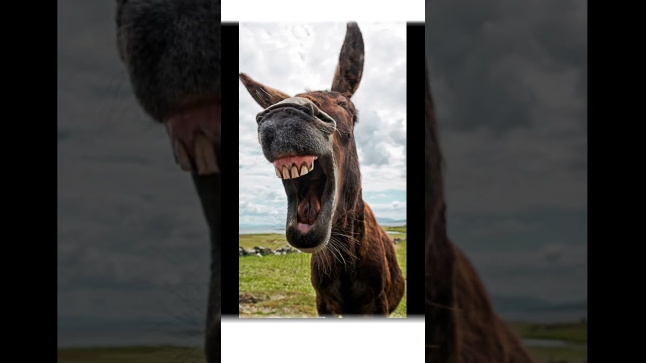 If Your Bro Sends You This He Thinks Are A Donkey Jacksucksatlife Teamjoey Awesomeguys