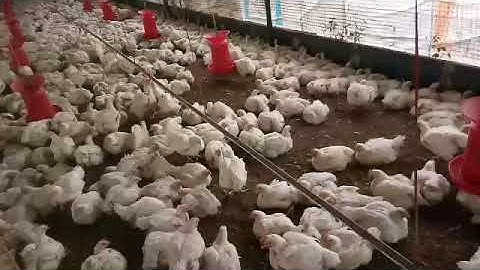 DAY 37 BROILER FARMING. FCR 1.45. SEE THIS VIDEO. DONT MISS