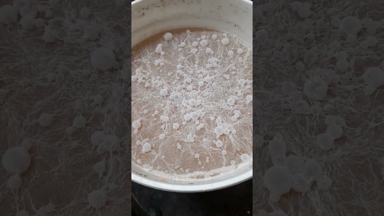 Fermenting whole wheat for our chickens!