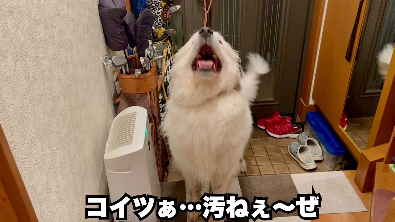 I transformed a dirty, oversized dog into a fluffy one in the bath