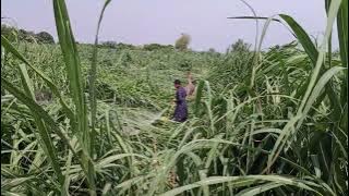 VID 20250823 142145#naturalfarming