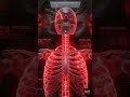 Your Body Is More Expensive Than a Lamborghini | Human Body Facts