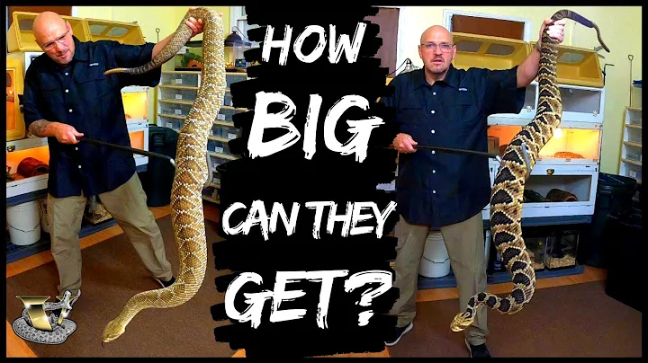World's Largest Rattlesnakes: Up Close & Personal