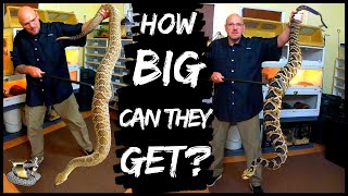 Worlds Largest Rattlesnakes | How BIG can GIANT snakes get? We