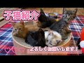 【子猫紹介】はじめまして！よろしくね！