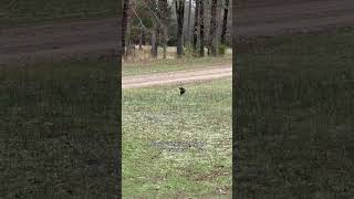 He Was Flying