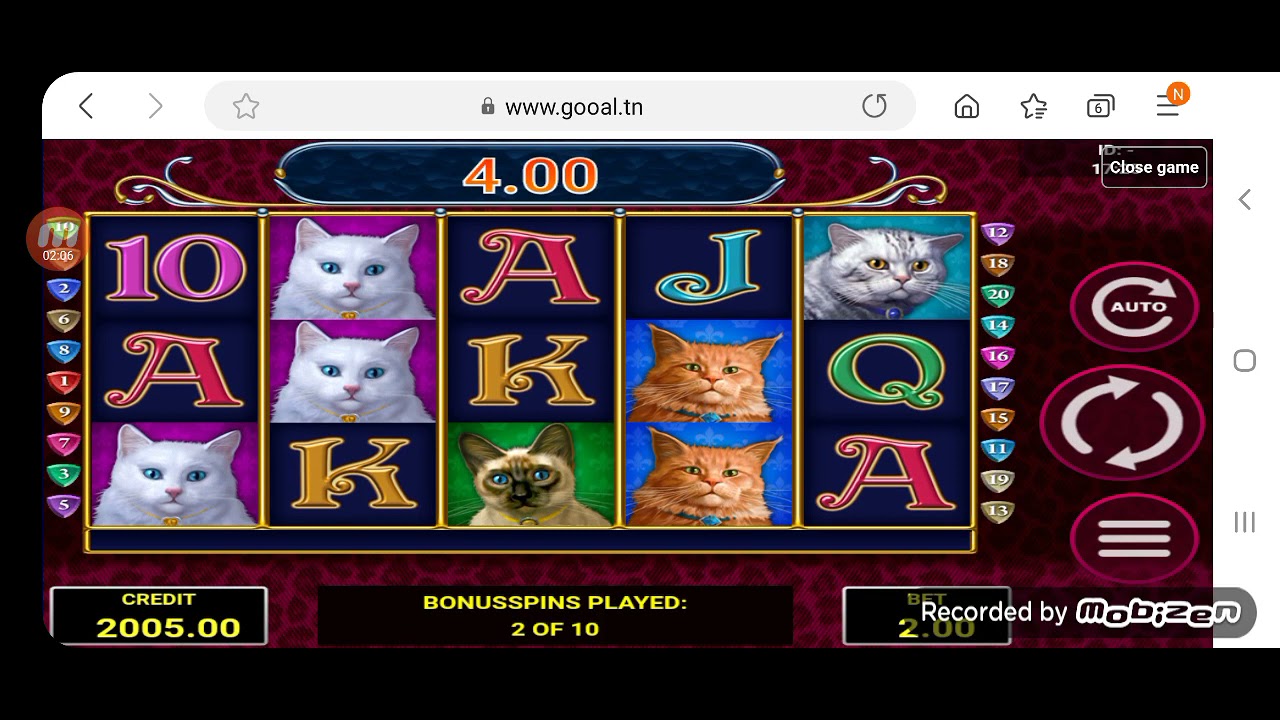 Diamond Cats big win