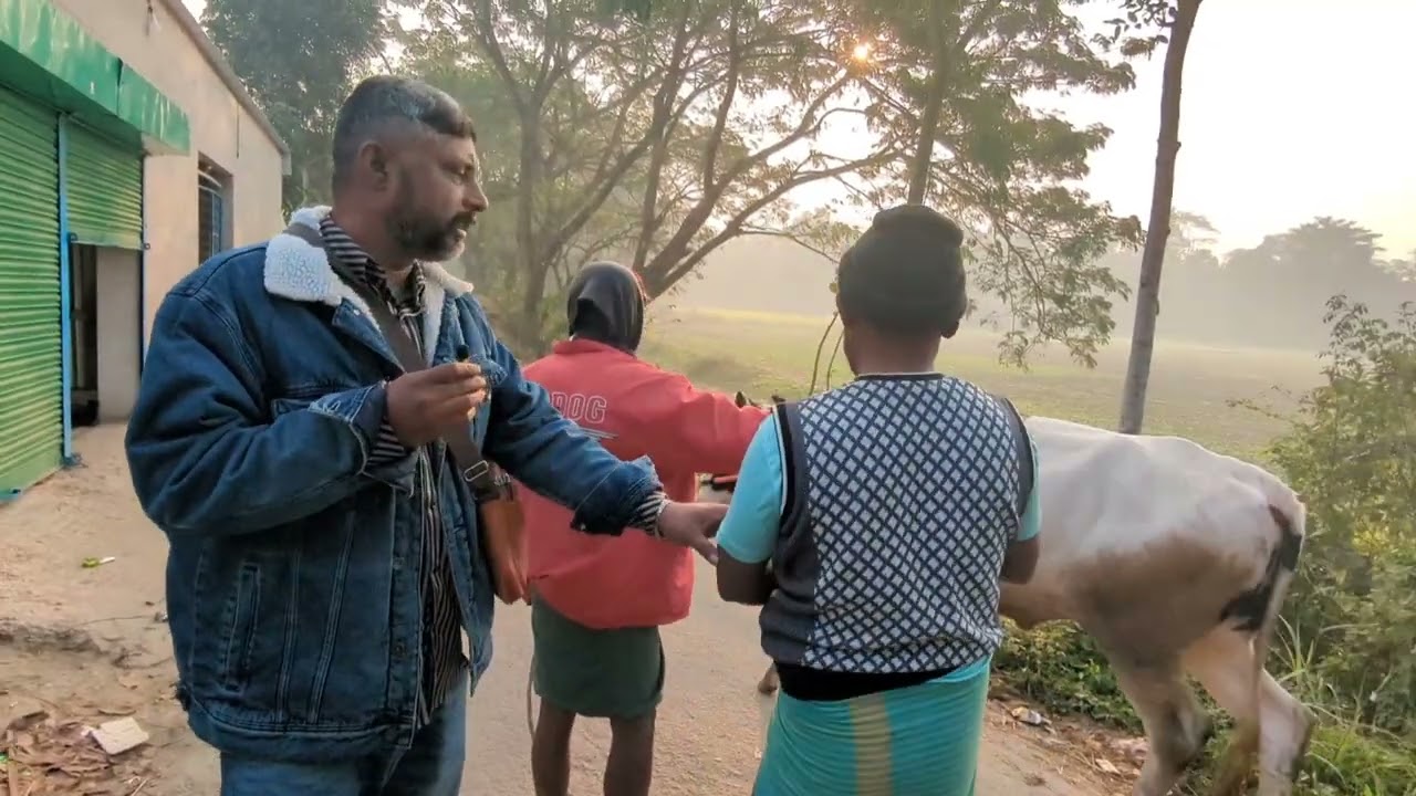 আলহামদুলিল্লাহ অবশেষে গরুটা নিয়ে নিলাম। 🐂🐂🐂