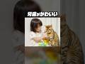 噛みつき兄猫がかわいくてベタベタしちゃう娘 #shorts #猫のいる暮らし