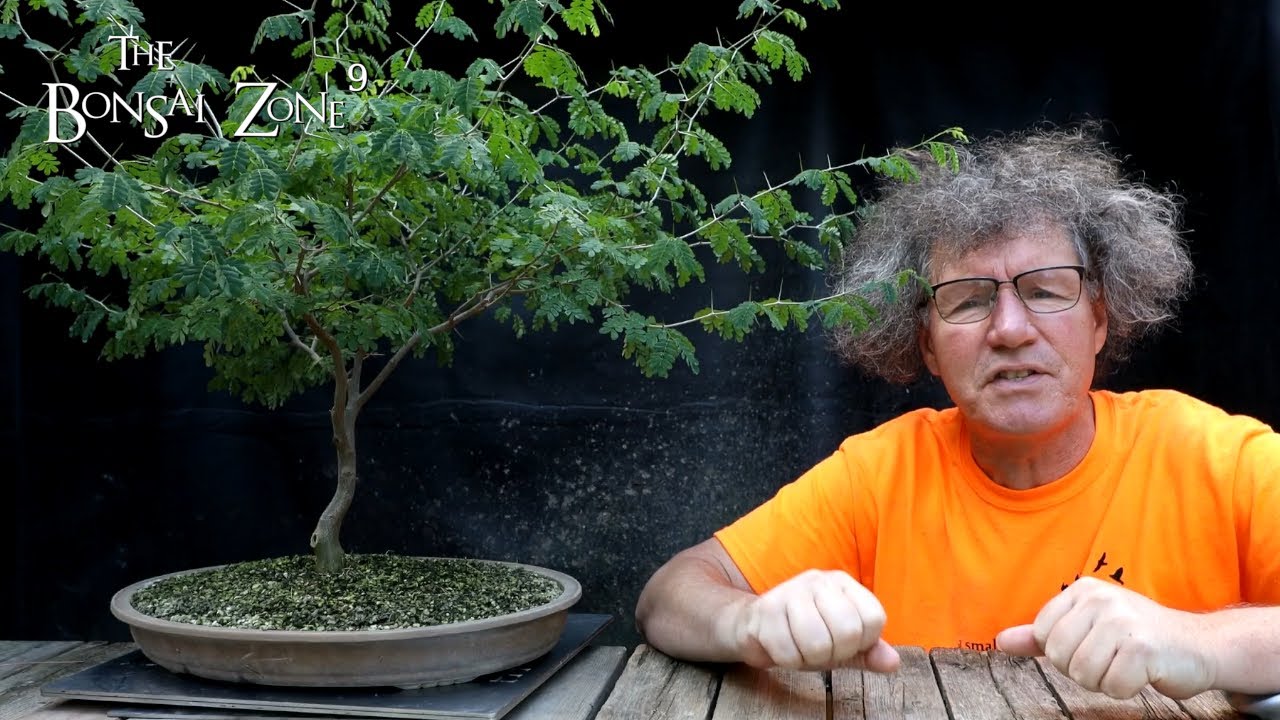 Pruning My Brazilian Rain Trees, The Bonsai Zone, Aug 2022 YouTube