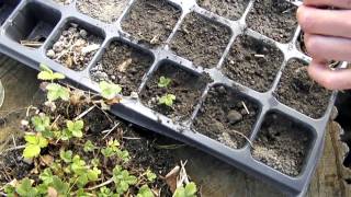 growing strawberries from seed