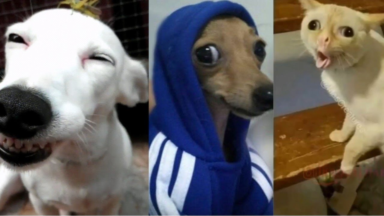 Funniest Dog and Cat Moments Ever 😂