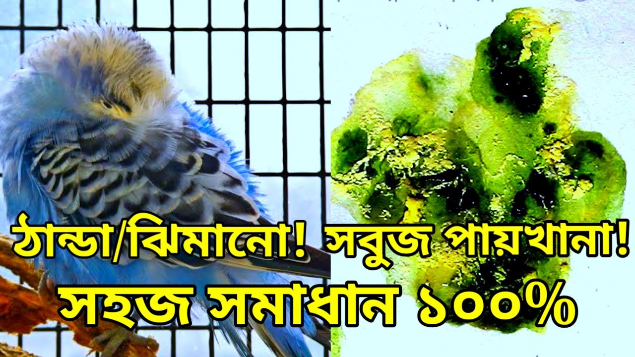 পাখি গা ফুলিয়ে বসে থাকে কেন?পাখির সবুজ ও চুনা পায়খানার সহজ সমাধান।