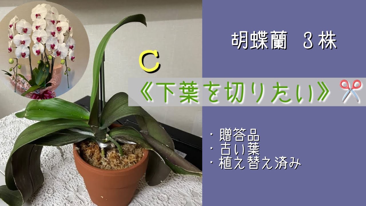 March 6, 2023: I received three phalaenopsis orchids as a gift