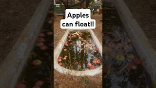 EP 13 Apples Can Float #apples #float #funfact
