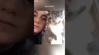 Sleepy Cat breaks rules - Animal Shorts 🔥 Super Funny!