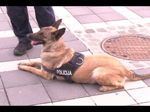 Policijski psi - otkrivaju drogu, pronalaze eksploziv, nestale osobe